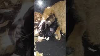 Patterdale Puppies At Birth