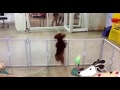 Excited puppy spots it's owner Puppy Dog Dancing To Webbie [You Bad MIX]