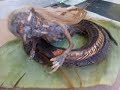 Foto Penemuan Ular Berkepala Manusia Di Aceh images Foto Penemuan Ular Berkepala Manusia Di Aceh