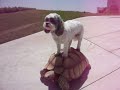 Cute Dog Rides Turtle
