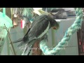 Welcome to our walkin aviary n bird room -2  - Moments to remember ~ 2012
