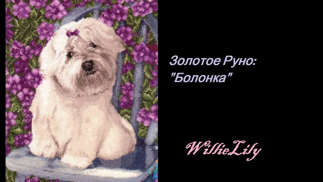 Вышивка крестом болонки Вышивка крестом болонки