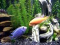 Ice Blue Zebra vs Red Zebra cichlid fight