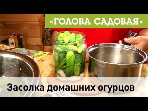 Голова садовая - Как правильно посолить огурцы на зиму? Голова садовая - Как правильно посолить огурцы на зиму?
