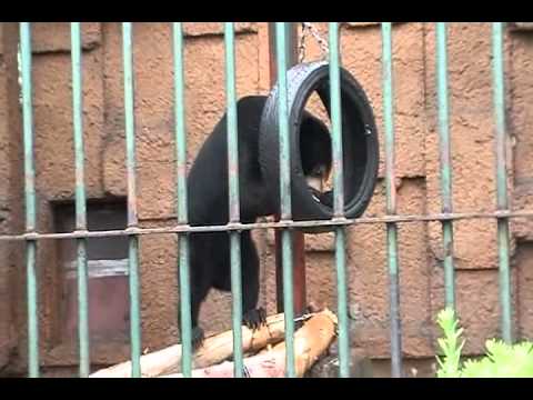 円山動物園マレーグマのウメキチ　2011．7．17