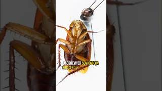 Barata Por Que É Difícil De Morrer?
