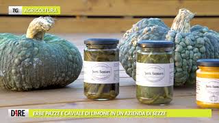 Tg Agricoltura, edizione del 28 novembre 2020