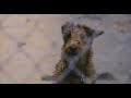 Firehouse Dog (2007) Free Stream Movie