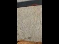 First Dog Rape Ever Witnessed images First Dog Rape Ever Witnessed
