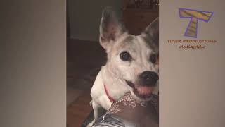 FUNNY DOGS, prepare yourself to CRY WITH LAUGHTER! Best DOG VIDEOS