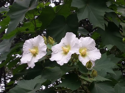Knowing the Botanical Names of Herbs