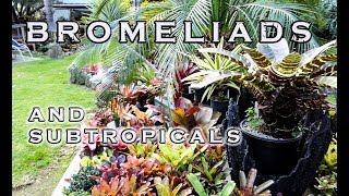 AN INSPIRATIONAL BROMELIAD AND SUBTROPICAL GARDEN