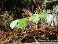 time lapse: protective leaf movements of oxalis acetosella
