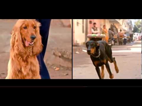 hindi song tujhe dekha to ye jaana sanam comedy scene