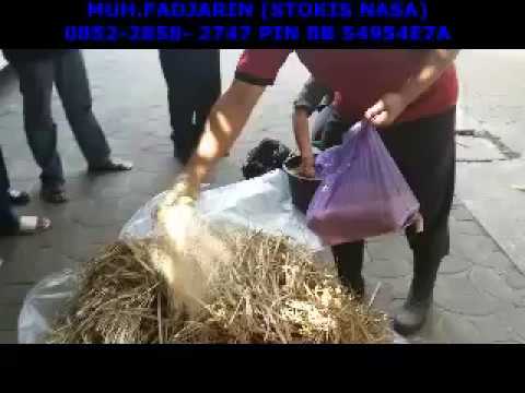 Penggemukan sapi potong pakan ternak sapi