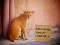 Food Bank for Animals
