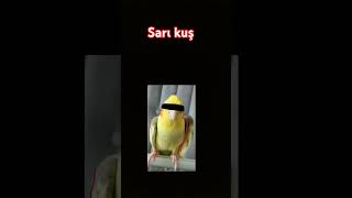 Sarı Kuş 2