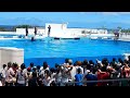 沖縄旅行、美ら海水族館イルカショー
