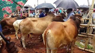 512।Animals video।Biggest Cow seller interview in Bangladesh। Cow video