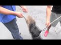 PERROS DE ATAQUE