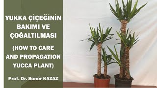 Yukka Çiçeğinin Bakımı ve Çoğaltılması. How To Care Yucca Plant.
