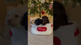 Adorable Puppies Under The Christmas Tree🌲🎁🥰 #Shorts #Puppy #Furbaby #Doodles