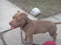Perros pit bull. - youtube