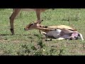 Impala Birth Full Video