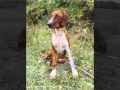 ZAGARET E ALUSH RAMAJ,UQE,ISTOG..wmv
