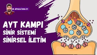 Sinir Sistemi Aksiyon Potansiyeli Dr. Biyoloji Ayt Dönem 2026 - 2027