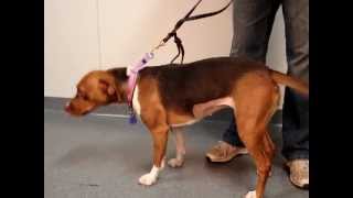 Kelley-Available At The Humane Society Of Missouri
