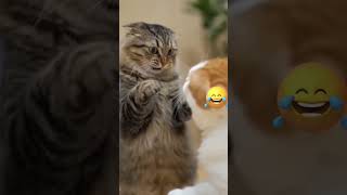 Angry Cat Stands Up And Gets Slapped Funniest Cat Fight Ever