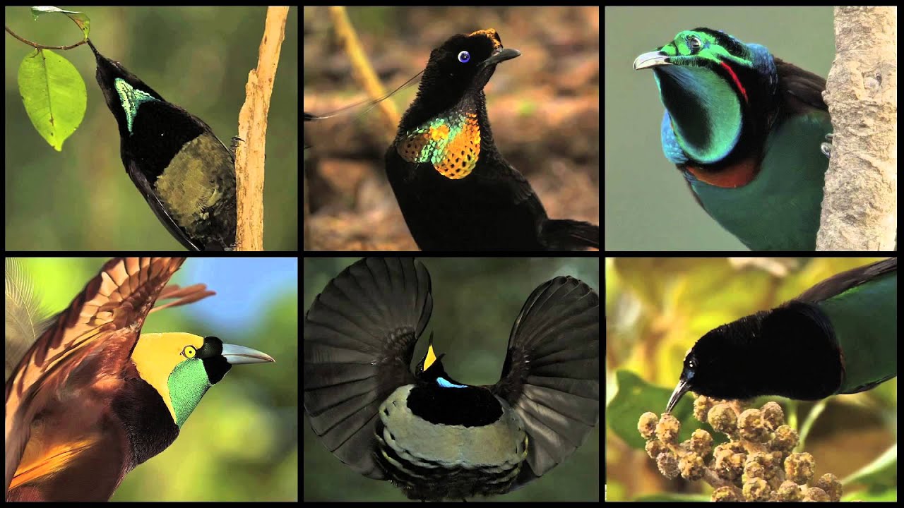 Bird paradise coupons