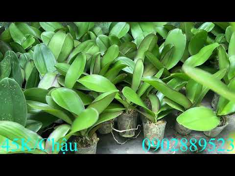 Bán Lan Hồ Điệp Đại Giống Giá Rẻ Ngày 3/8!LH Zalo 0902889523