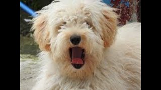 The best funny animals videos 2019 / cute animals videos