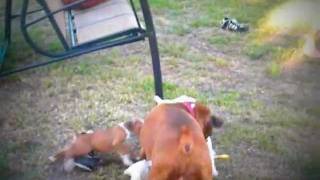 yorkie labor and delivery play shelbys labor story what you should expect the yorkie labor and delivery play shelbys labor story what you should expect the