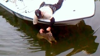 Baby Deer Rescued from Alligators !