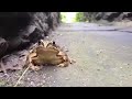 Scary Frog not jumping