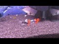 Big Ears Platinum Red Tail fancy guppies.