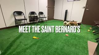 Meet The Saint’s