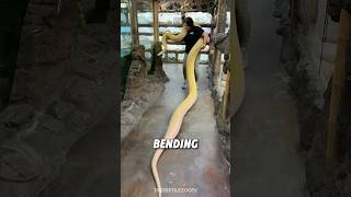 The Longest Snake On Earth