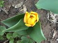 Messer Tulipano 2007 Messer Tulipano 2007