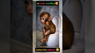 Funny Baby Monkey Sitting On Toilet So Cute And Thoughtful Look