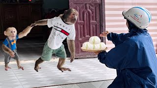 Touching Moment Abu And Baby Monkey Wait For Mom To Come Home From The Market