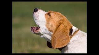 TOP 10 Dog Barking Compilation 2019 ♥ Dogs Making Funny Noises - TRY TO NOT LAUGH