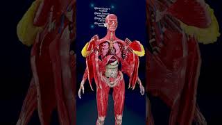 Inside Her Body The Female Anatomy In 3D