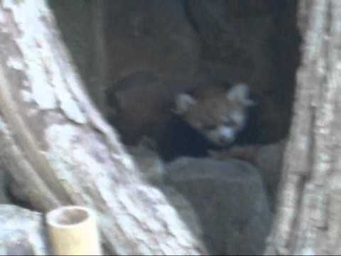 円山動物園レッサーパンダの双子 　2010．10．6 　屋外デビュー