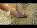 Yellowstone National Park, Wyoming, Cutthroat Trout, Fly Fishing 2014
