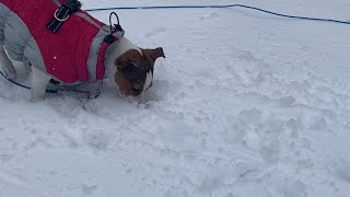 Jack Russell Terrier Hunting In The Snow For Treats That I Hid