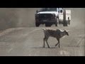 Watch Tundra Wilderness Tour in Denali National Park Video